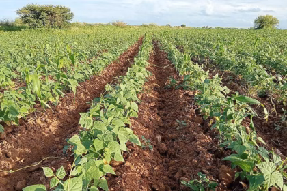 Zacatecas prepara una cosecha récord de frijol en 2025