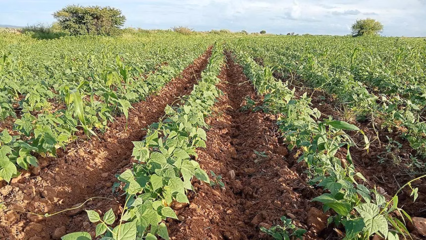Zacatecas prepara una cosecha récord de frijol en 2025