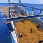 Mexico regula la primera pesquería de sargazo flotante en Quintana Roo