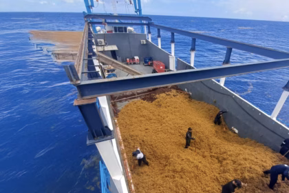 Mexico regula la primera pesquería de sargazo flotante en Quintana Roo
