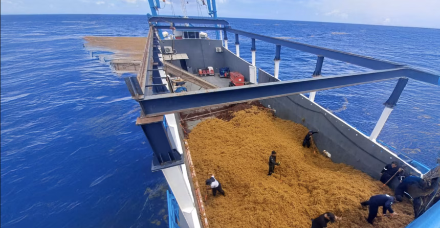 Mexico regula la primera pesquería de sargazo flotante en Quintana Roo