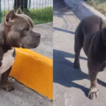Prohibido vender mascotas en redes sociales en Nuevo León