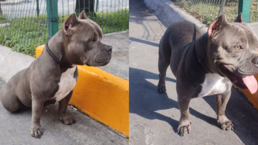 Prohibido vender mascotas en redes sociales en Nuevo León