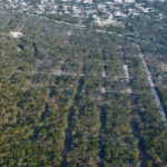 Venta ilegal de tierras nacionales en Playa del Carmen supera las 400 hectáreas