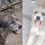 Confirman muerte de Benji, el perro quemado en Villa Juárez