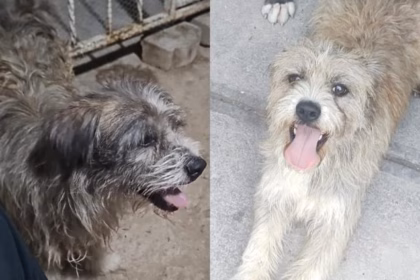 Confirman muerte de Benji, el perro quemado en Villa Juárez