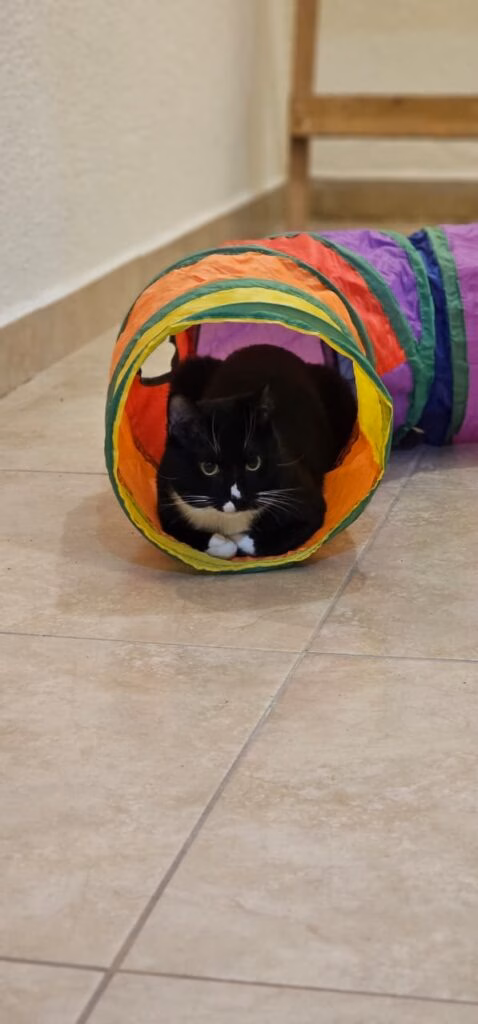 Día Internacional del Gato: Datos esenciales sobre los felinos