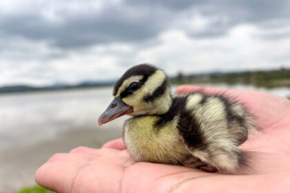 Rescatan 18 patos mexicanos en comunidades de El Marqués