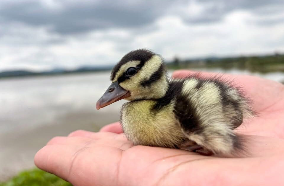 Rescatan 18 patos mexicanos en comunidades de El Marqués